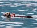 Alaska-157