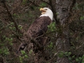 Alaska-158