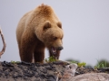 Alaska-230