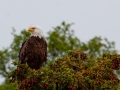 Alaska-31