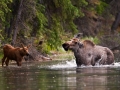 Alaska-66