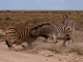 Kalahari-meets-Etosha-104