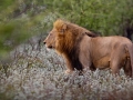 Kalahari-meets-Etosha-114