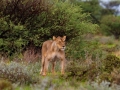 Kalahari-meets-Etosha-115