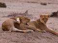 Kalahari-meets-Etosha-122