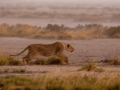 Kalahari-meets-Etosha-145