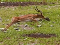 Kalahari-meets-Etosha-165