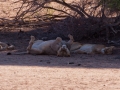 Kalahari-meets-Etosha-17