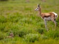 Kalahari-meets-Etosha-180