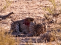 Kalahari-meets-Etosha-20