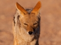 Kalahari-meets-Etosha-22