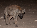 Kalahari-meets-Etosha-23
