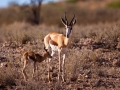 Kalahari-meets-Etosha-29