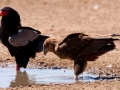 Kalahari-meets-Etosha-42