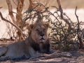 Kalahari-meets-Etosha-43