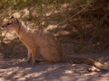 Kalahari-meets-Etosha-46