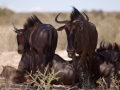 Kalahari-meets-Etosha-49