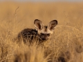 Kalahari-meets-Etosha-52