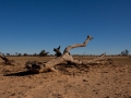 Kalahari-meets-Etosha-53