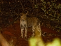 Kalahari-meets-Etosha-56bearbeitet