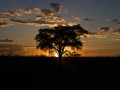Kalahari-meets-Etosha-58