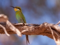 Kalahari-meets-Etosha-6