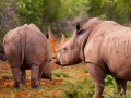 Kalahari-meets-Etosha-77