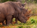 Kalahari-meets-Etosha-78