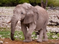 Kalahari-meets-Etosha-95