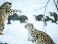 snowleopard-1