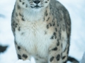 snowleopard-3