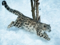 snowleopard-5