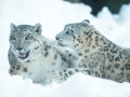 snowleopard-7