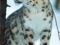snowleopard-9