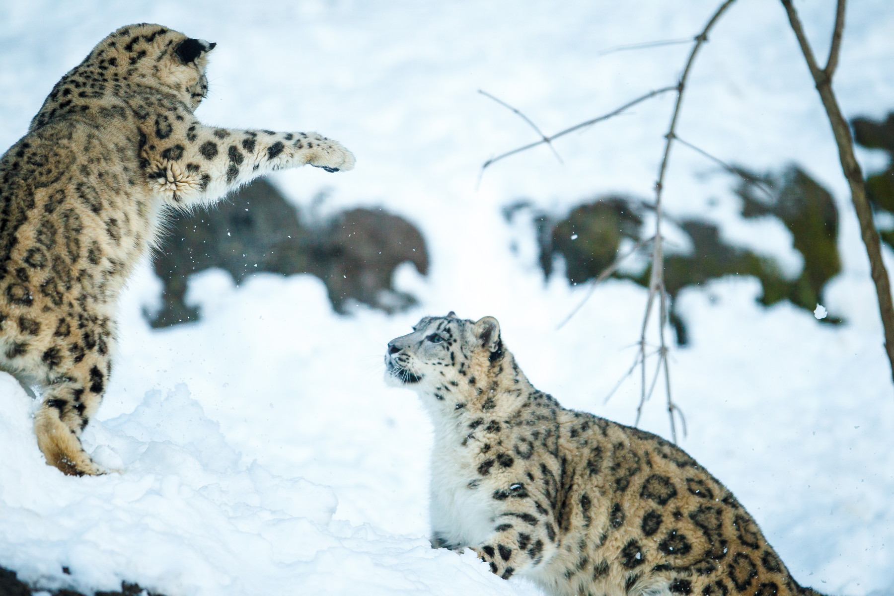 snowleopard-1
