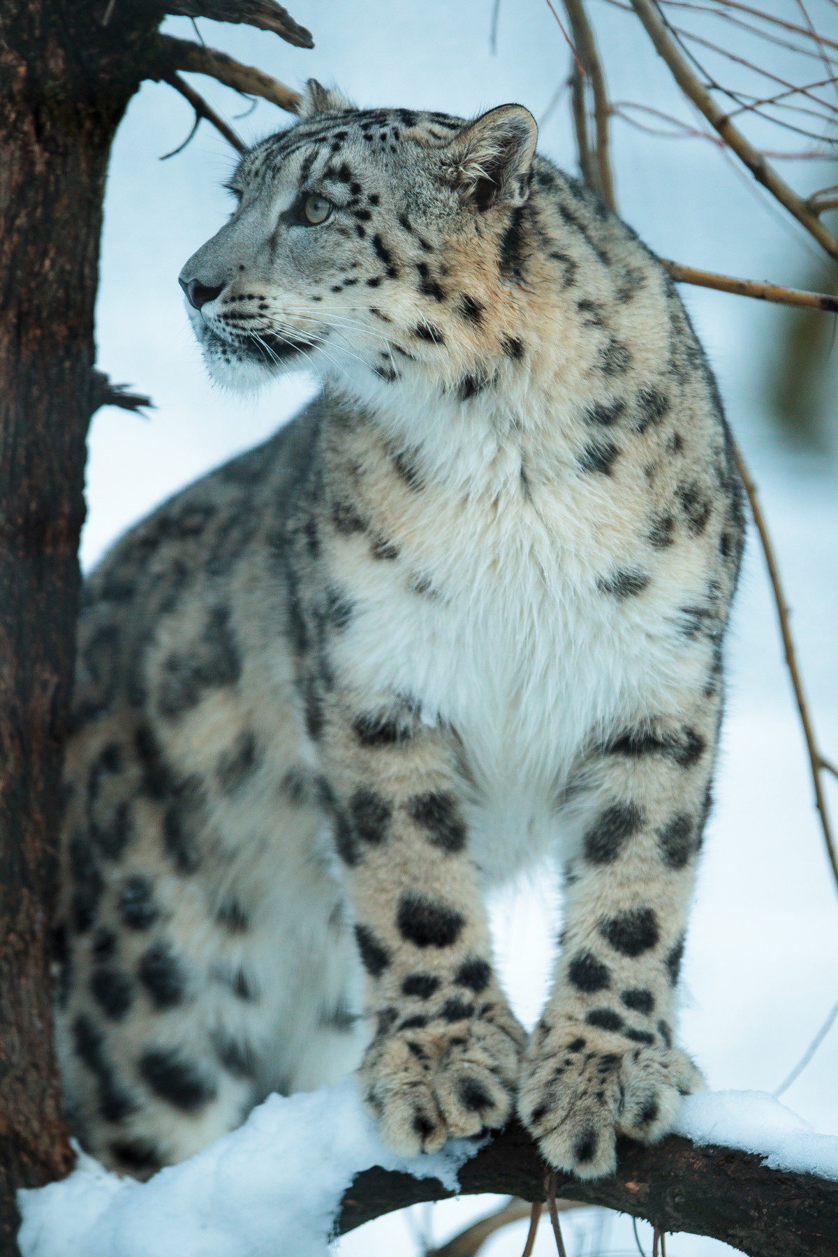 snowleopard-9