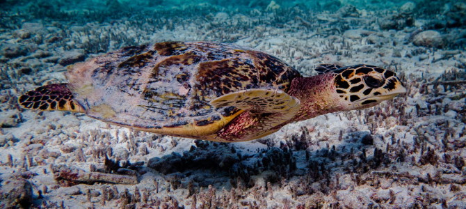 Video – Turtles around Denis Island, Seychelles Video – Turtles around Denis Island, Seychelles