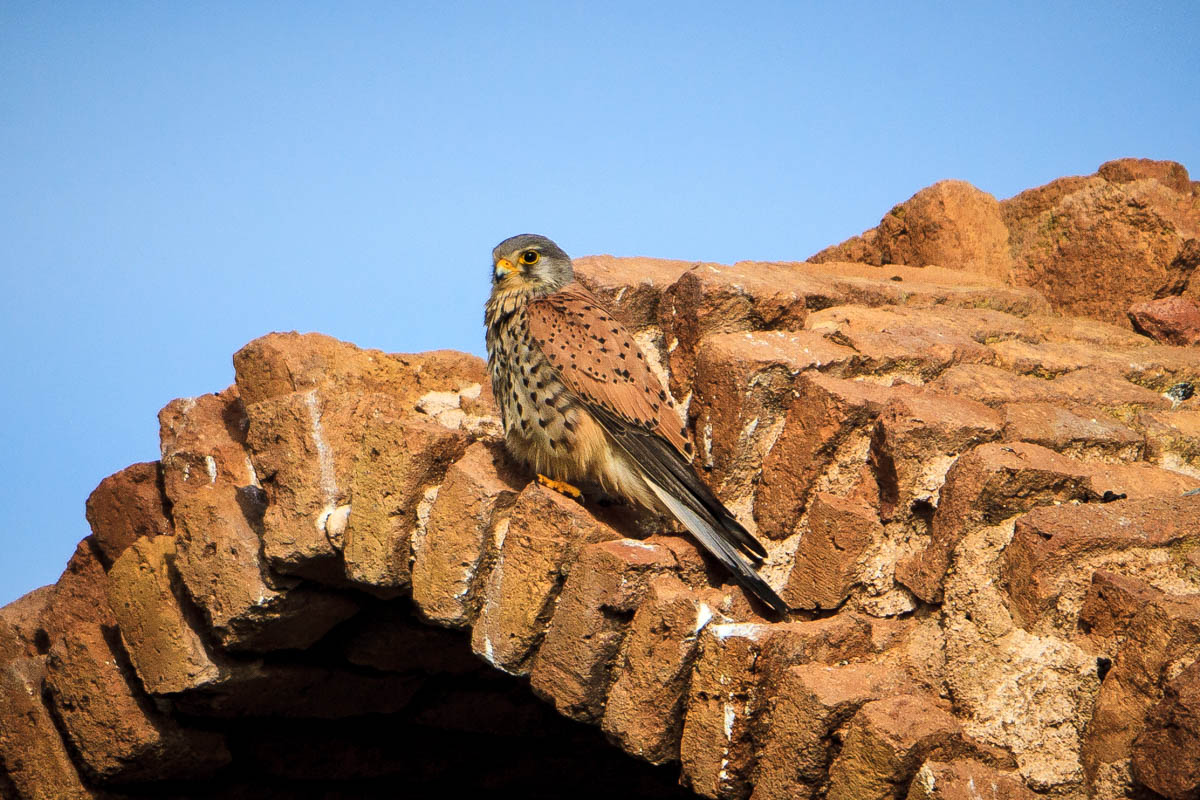 Iran Into The Dasht E Kavir Wildlifemomentsde 