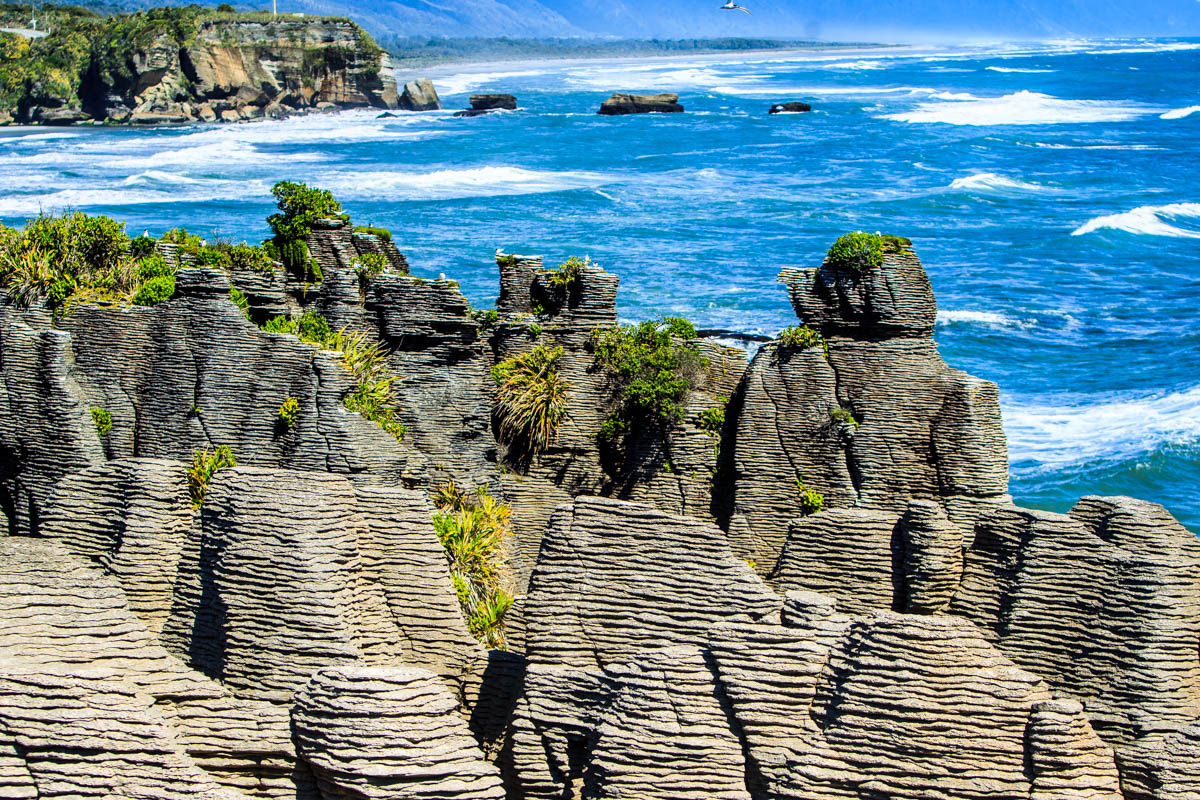 New Zealand West Coast, South Island WildlifeMoments.de